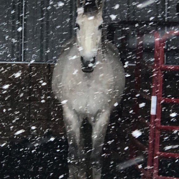 ๐ฆ๐Meet your PoshFriend๐๐ฆ - Picture 2 of 6